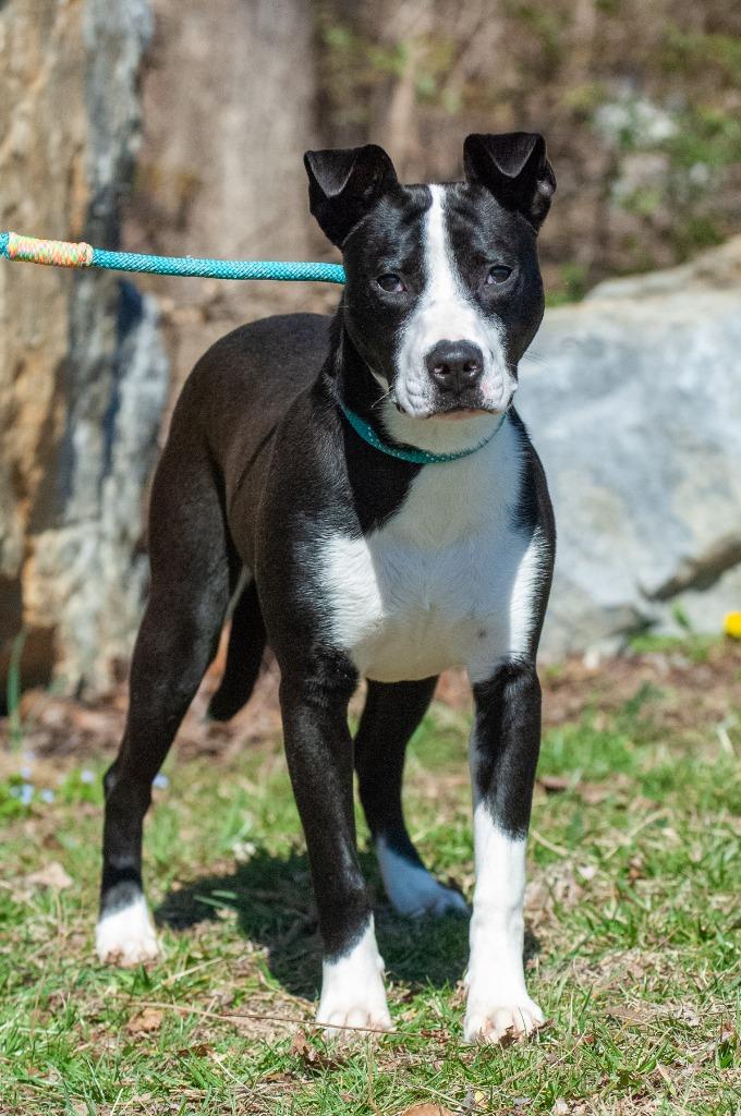 Ella, Adoptable, Young Female Pit Bull Terrier.