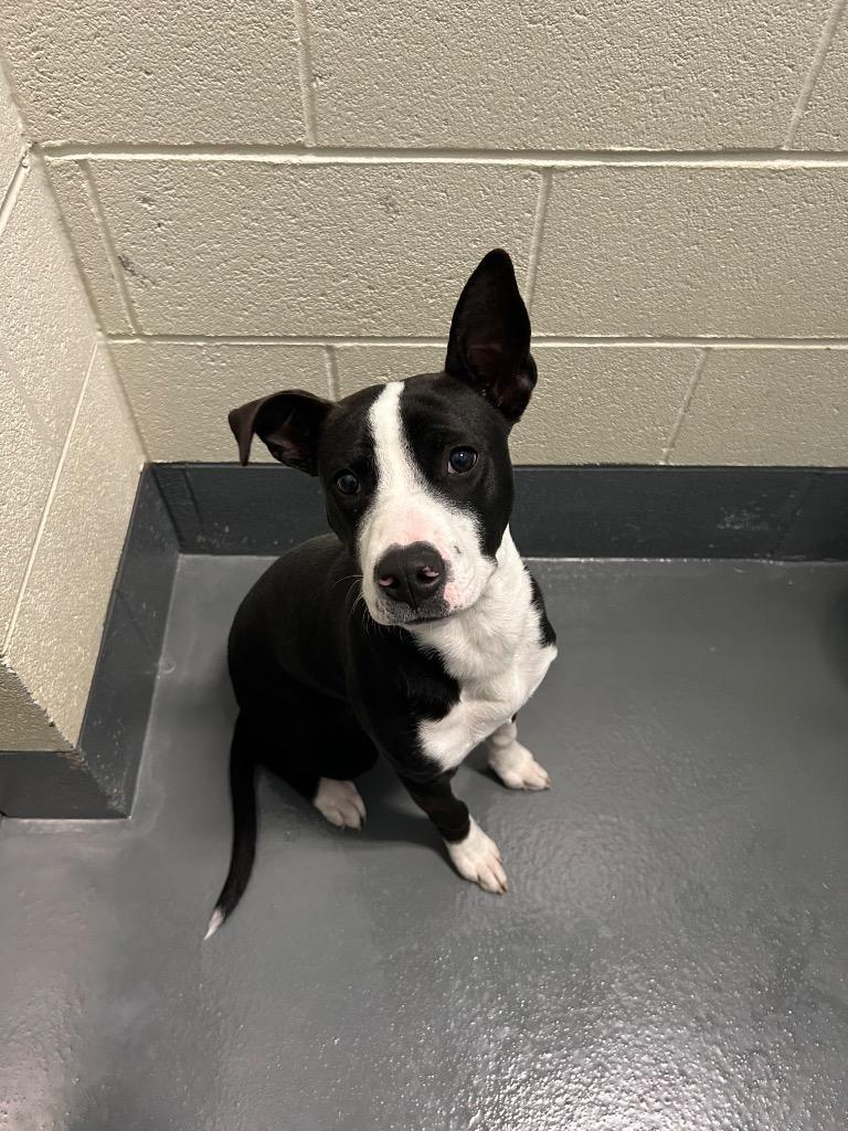 Ella, Adoptable, Young Female Pit Bull Terrier.