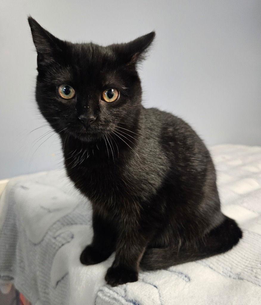 Sylvie, Adoptable, Kitten Female Domestic Short Hair.