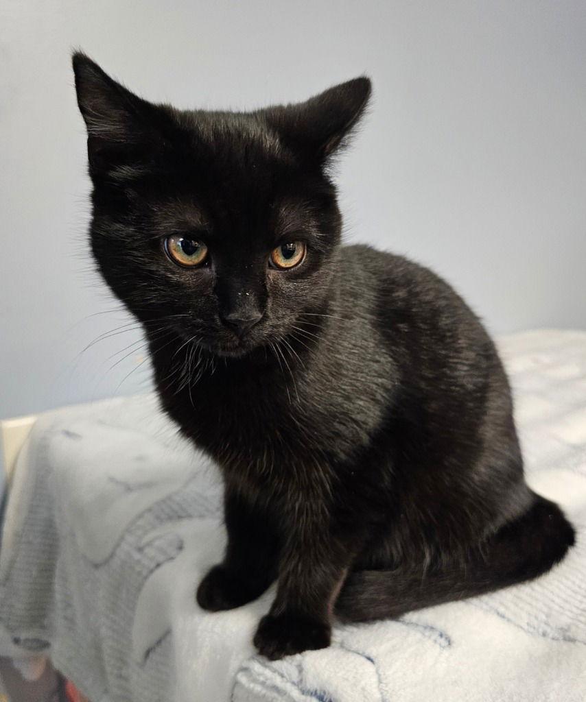 Enlarge Sylvie, a Adoptable Domestic Short Hair in Lovingston, VA image 3/3