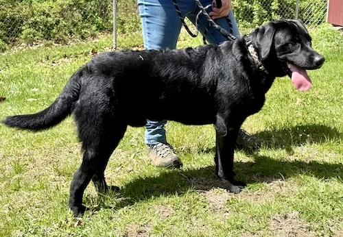 Enlarge Odin #2, an adopted mixed breed in Killingworth, CT image 2/5