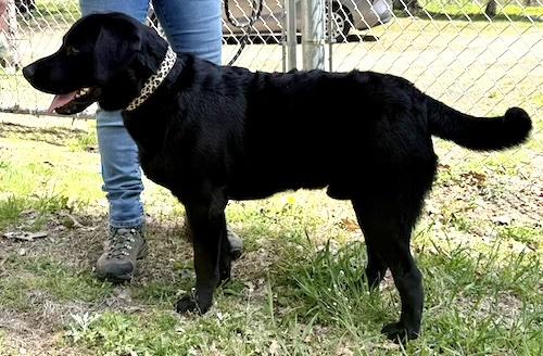 Enlarge Odin #2, an adopted mixed breed in Killingworth, CT image 3/5