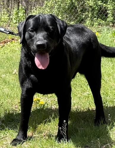 Enlarge Odin #2, an adopted mixed breed in Killingworth, CT image 1/5