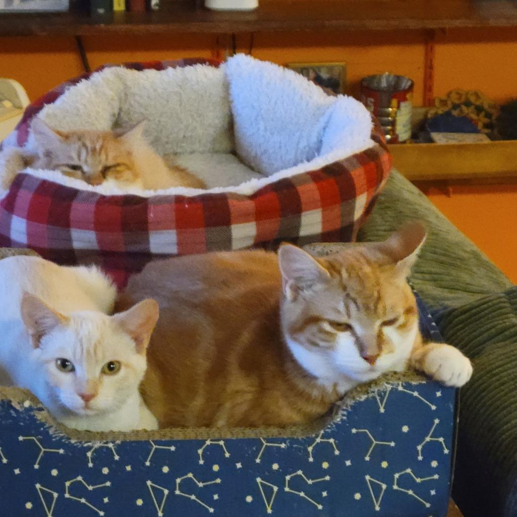 Senba, Adoptable, Young Male Domestic Short Hair & Domestic Short Hair.