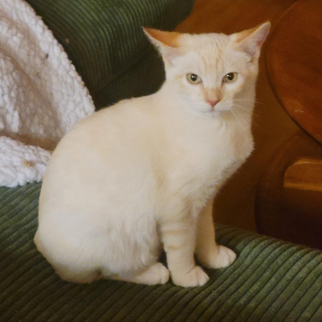 Enlarge Senba, a Adoptable mixed breed in Redwood Valley, CA image 2/6