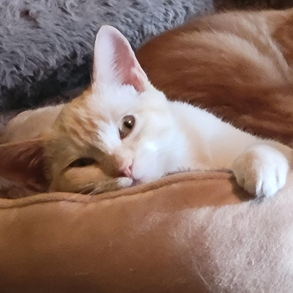 Enlarge Senba, a Adoptable mixed breed in Redwood Valley, CA image 3/6