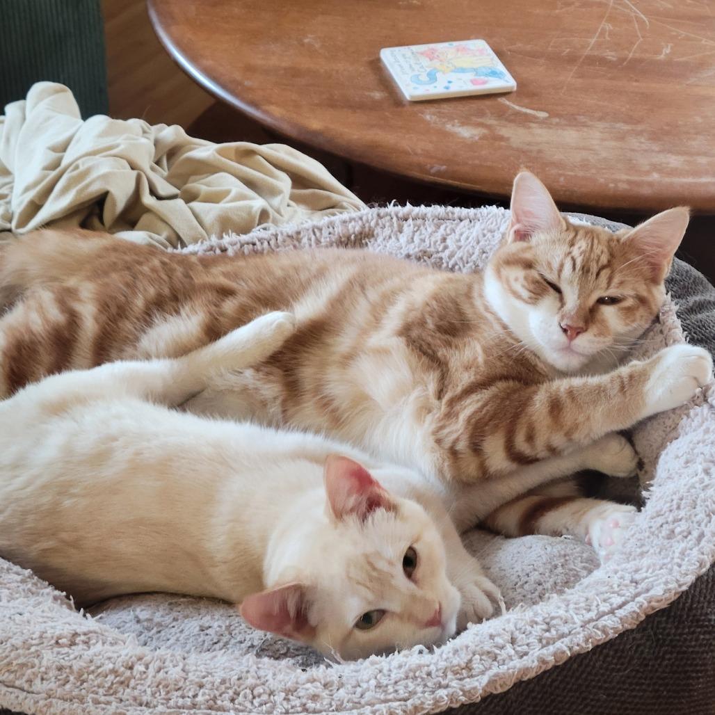 Enlarge Senba, a Adoptable mixed breed in Redwood Valley, CA image 5/6