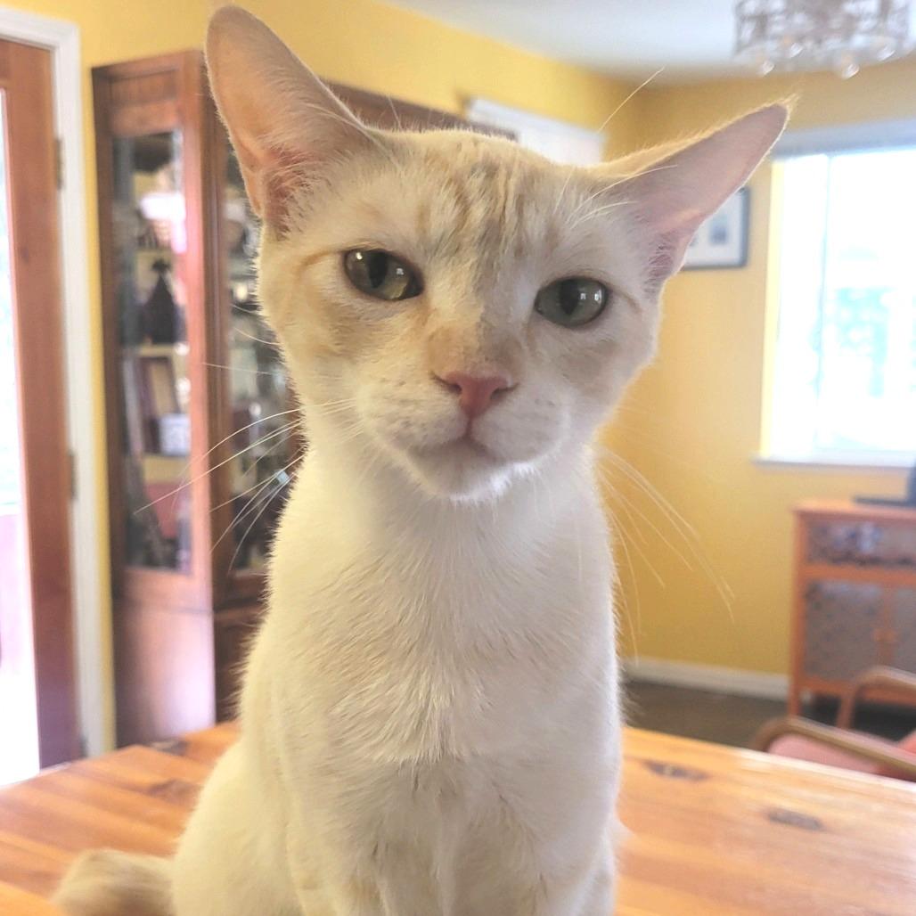 Senba, a Adoptable mixed breed in Redwood Valley, CA image 5/6