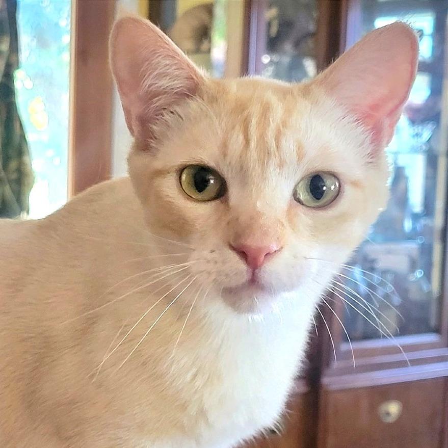Enlarge Senba, a Adoptable mixed breed in Redwood Valley, CA image 5/6