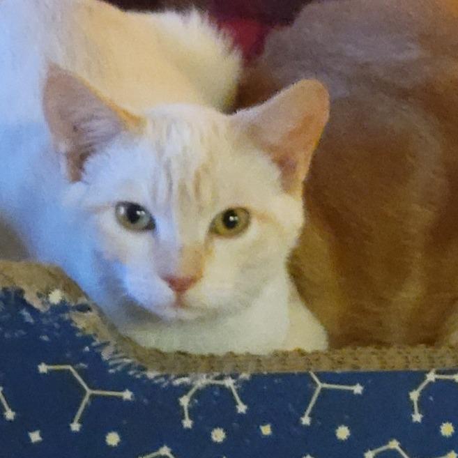 Enlarge Senba, a Adoptable mixed breed in Redwood Valley, CA image 6/6