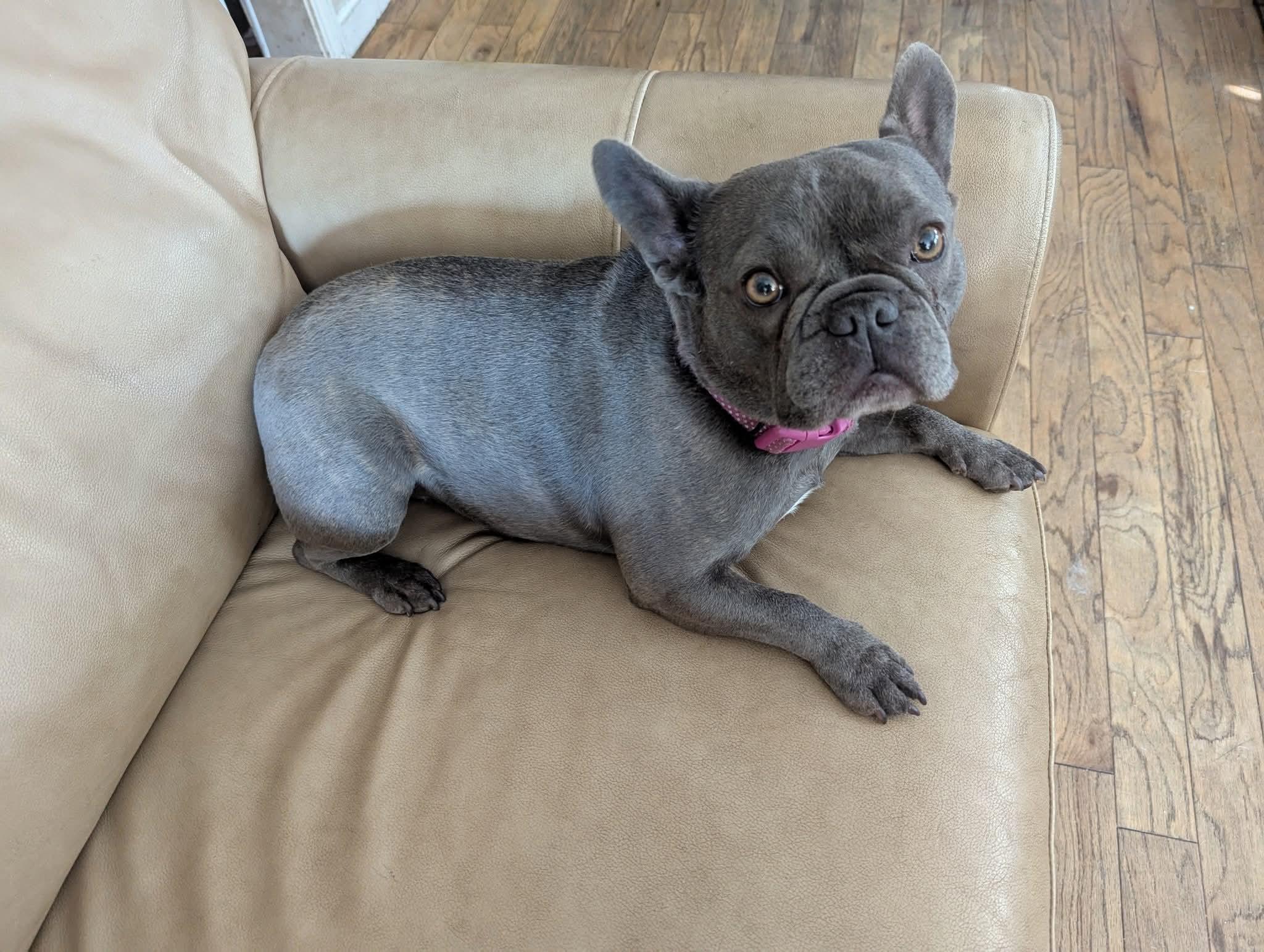 Opal, Adult Female French Bulldog