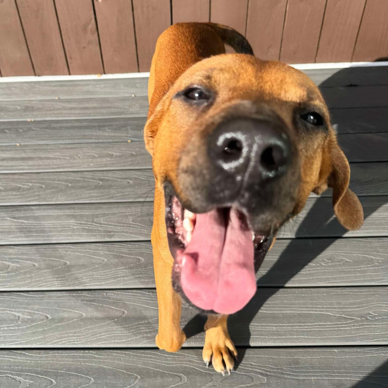 Rhodesian Ridgebacks for Adoption in Norwich, Connecticut | Petfinder