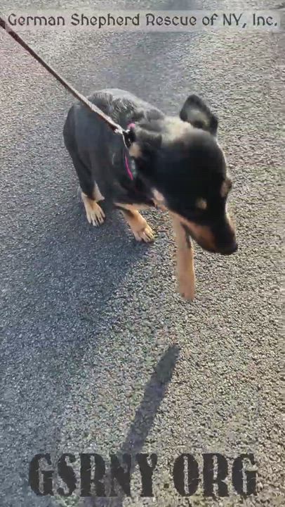 Enlarge Jayne , a Adopted mixed breed in Delmar, NY video 3/5