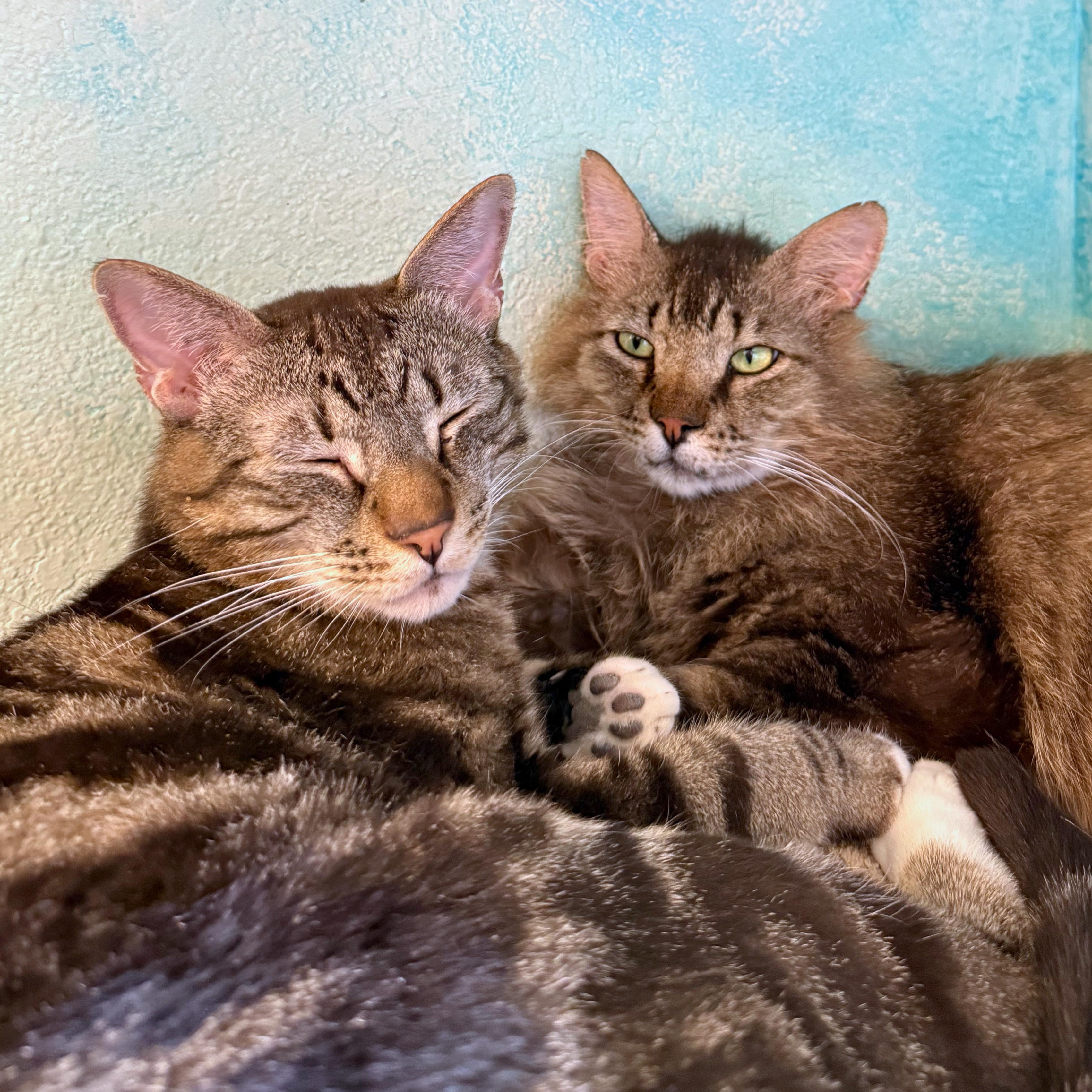 Enlarge Billie & Elbert, a Adoptable mixed breed in Ridgway, CO image 1/6