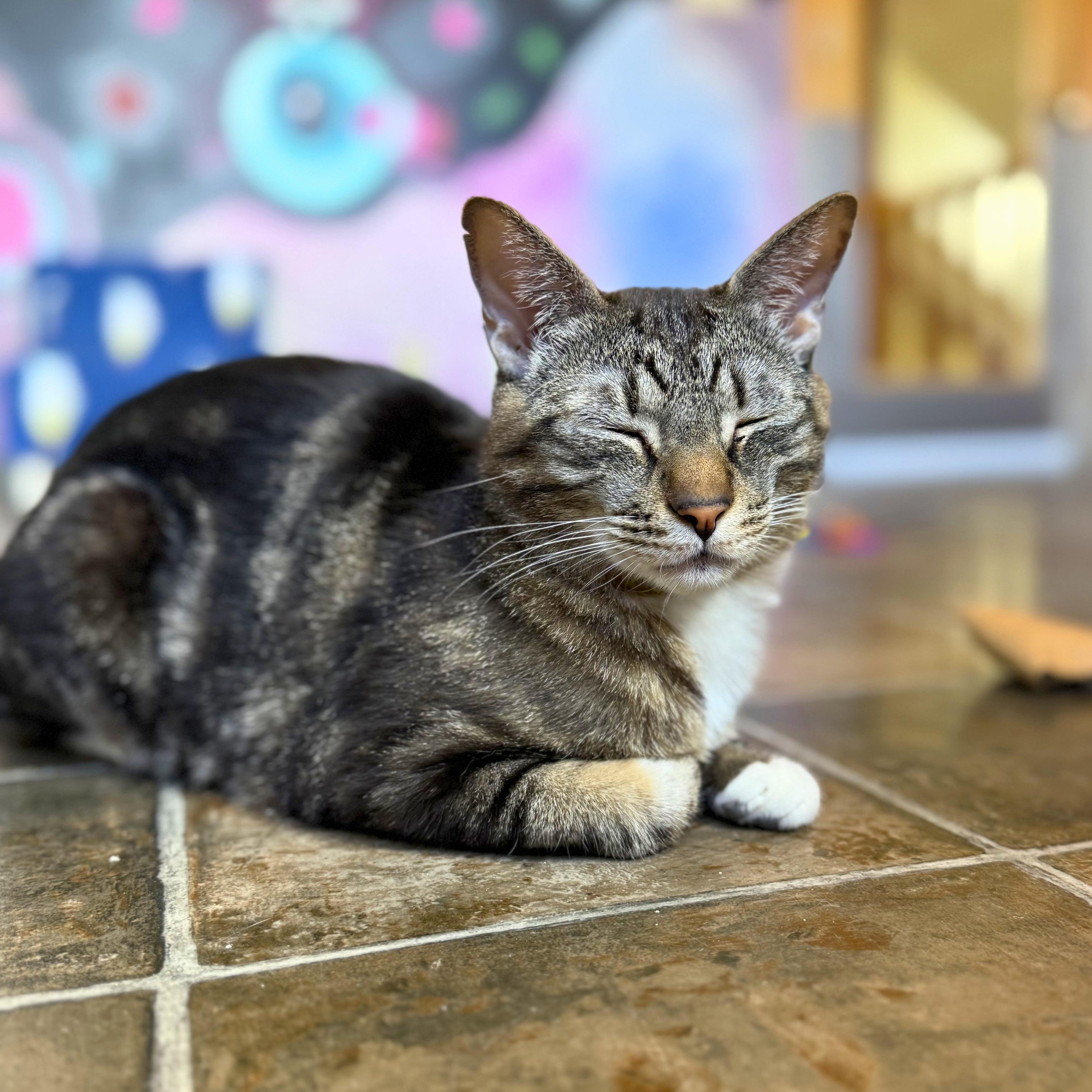 Enlarge Billie & Elbert, a Adoptable mixed breed in Ridgway, CO image 6/6