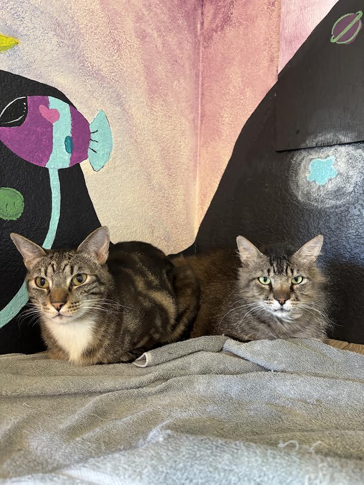 Billie & Elbert, Adoptable, Adult Male Domestic Medium Hair & Domestic Short Hair.