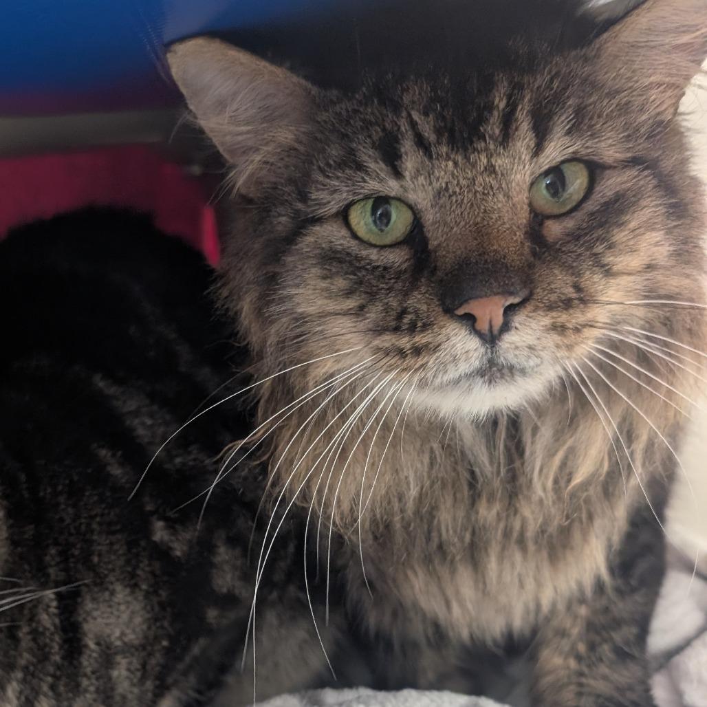 Enlarge Billie & Elbert, a Adoptable Domestic Medium Hair in Ridgway, CO image 6/6