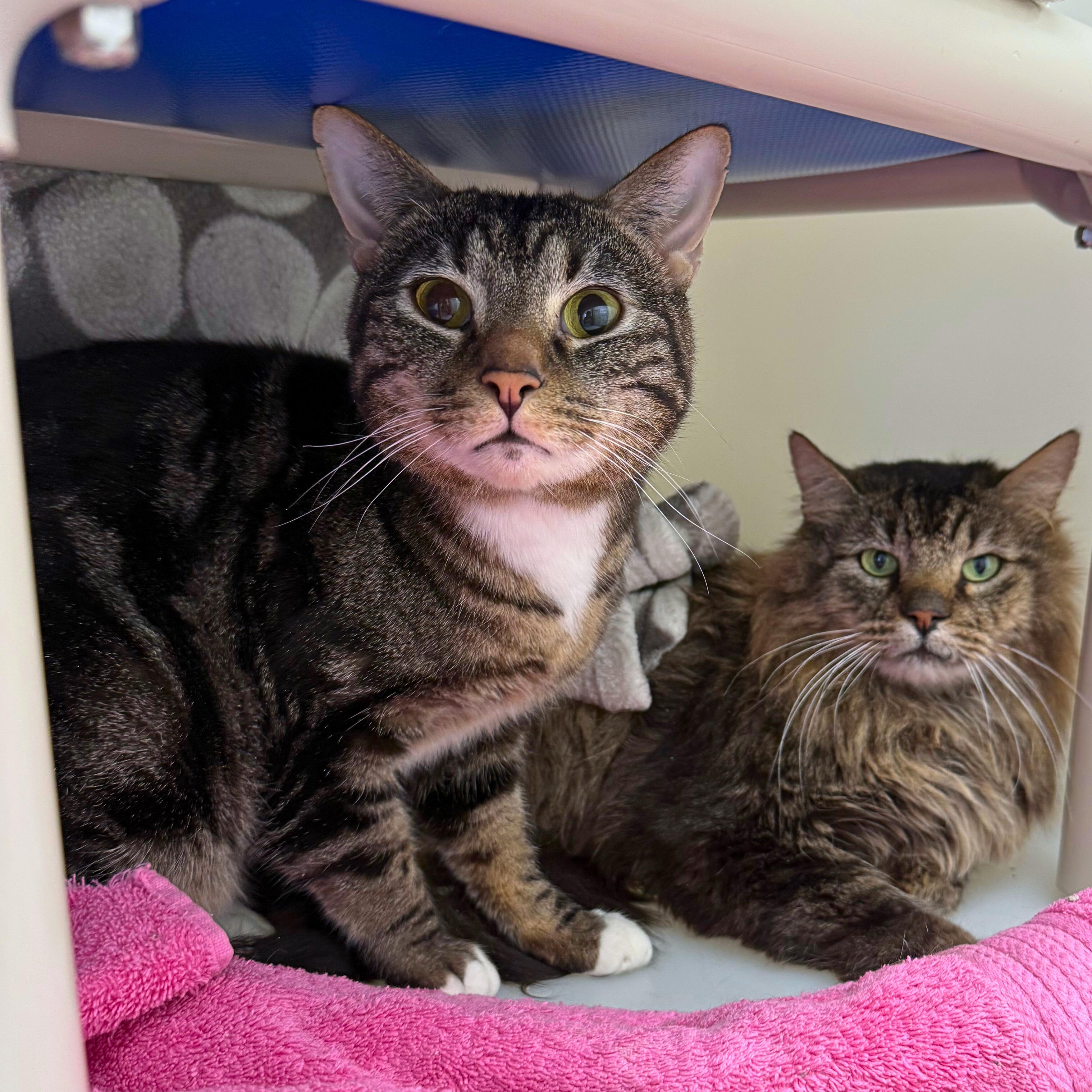 Enlarge Billie & Elbert, a Adoptable Domestic Medium Hair in Ridgway, CO image 3/6
