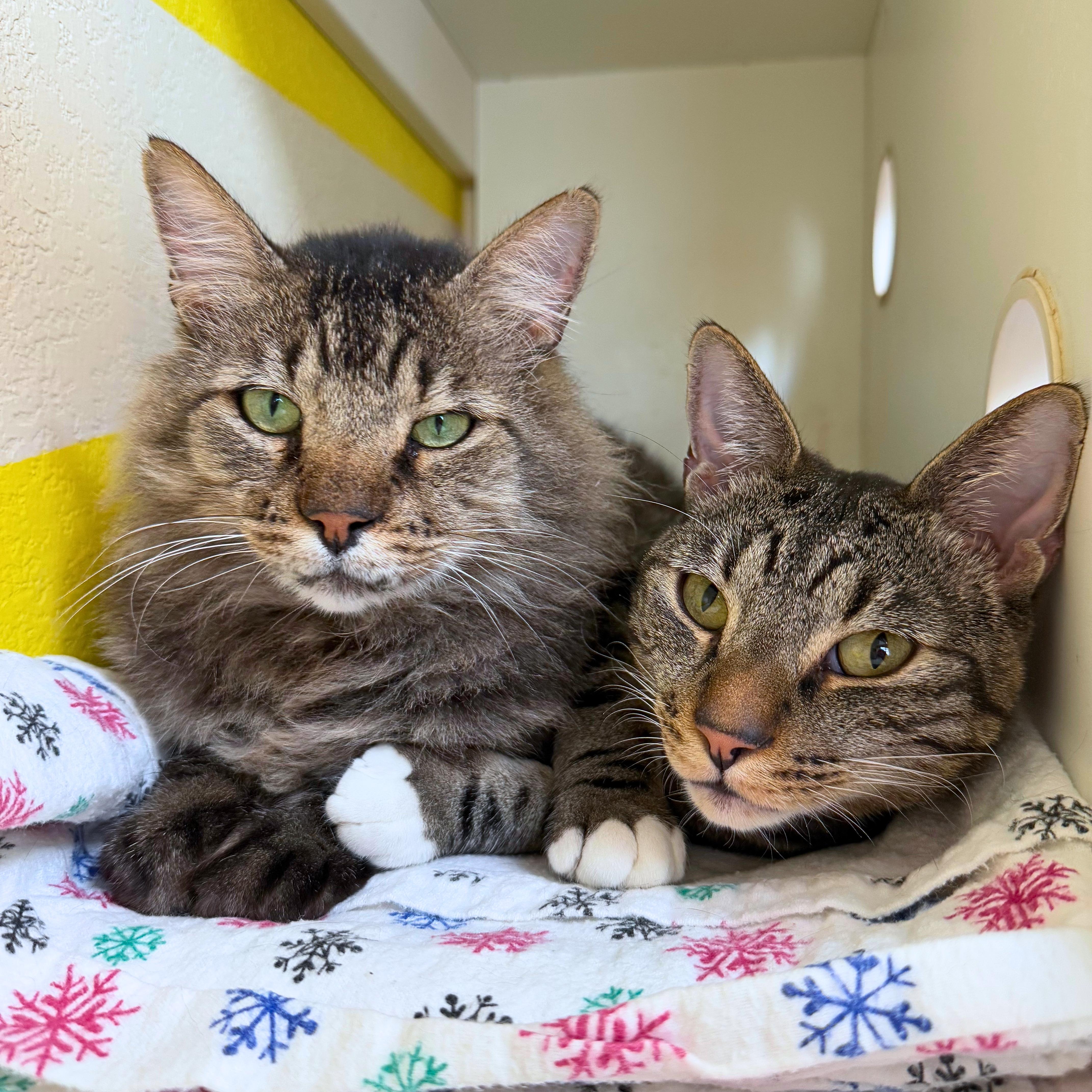Billie & Elbert, adoptable, Adult Male Domestic Medium Hair & Domestic Short Hair.
