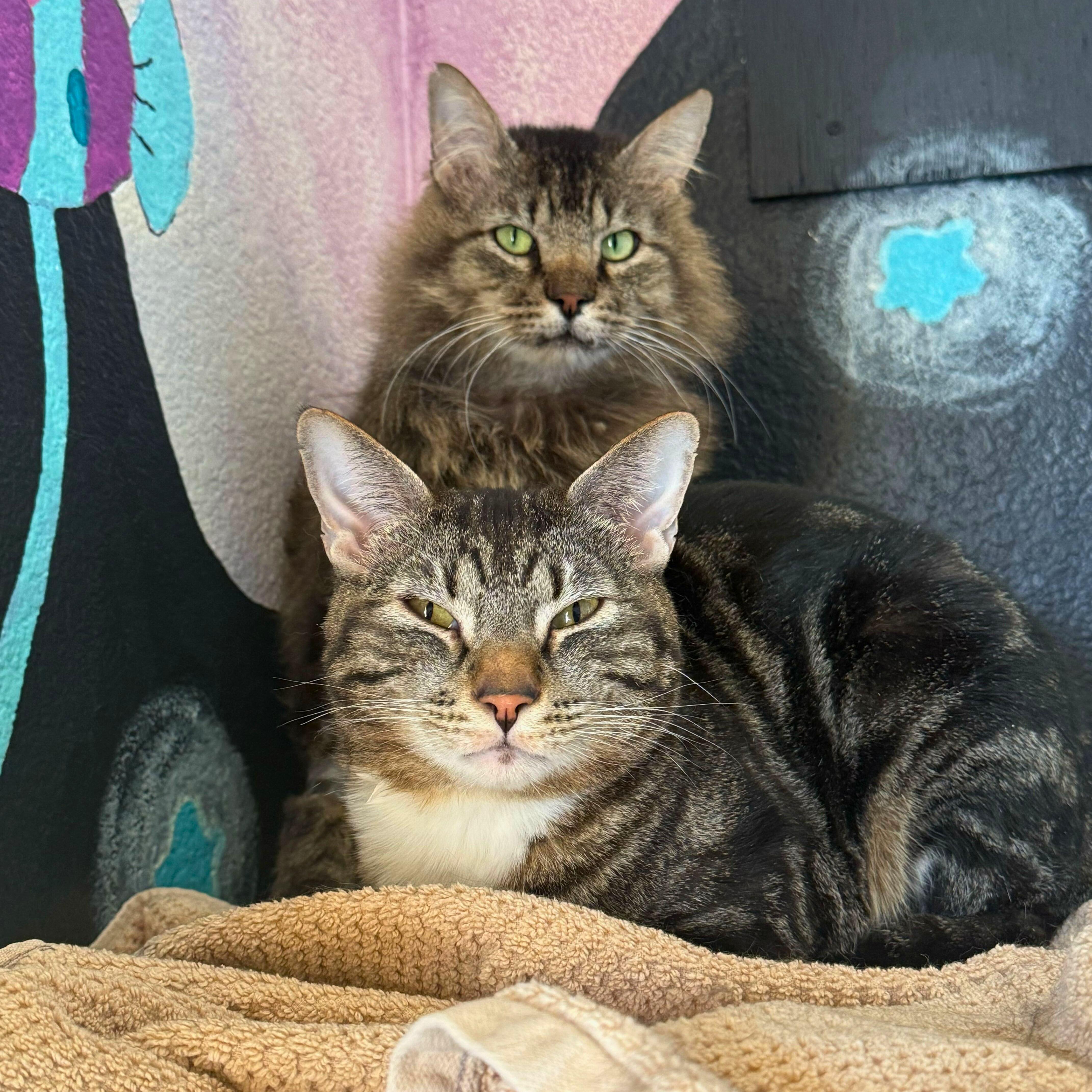 Enlarge Billie & Elbert, a Adoptable Domestic Medium Hair in Ridgway, CO image 1/6