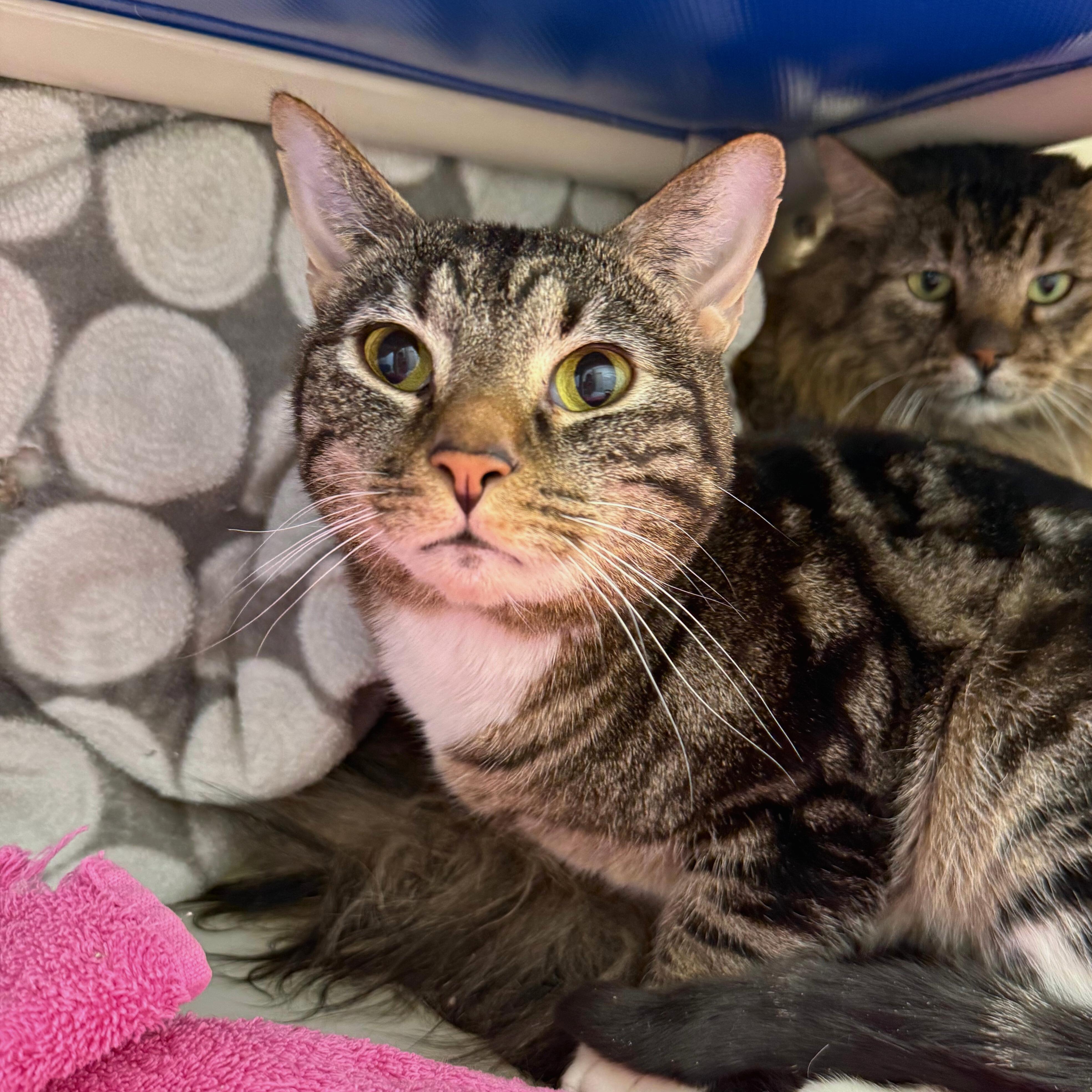 Enlarge Billie & Elbert, a Adoptable Domestic Medium Hair in Ridgway, CO image 4/6