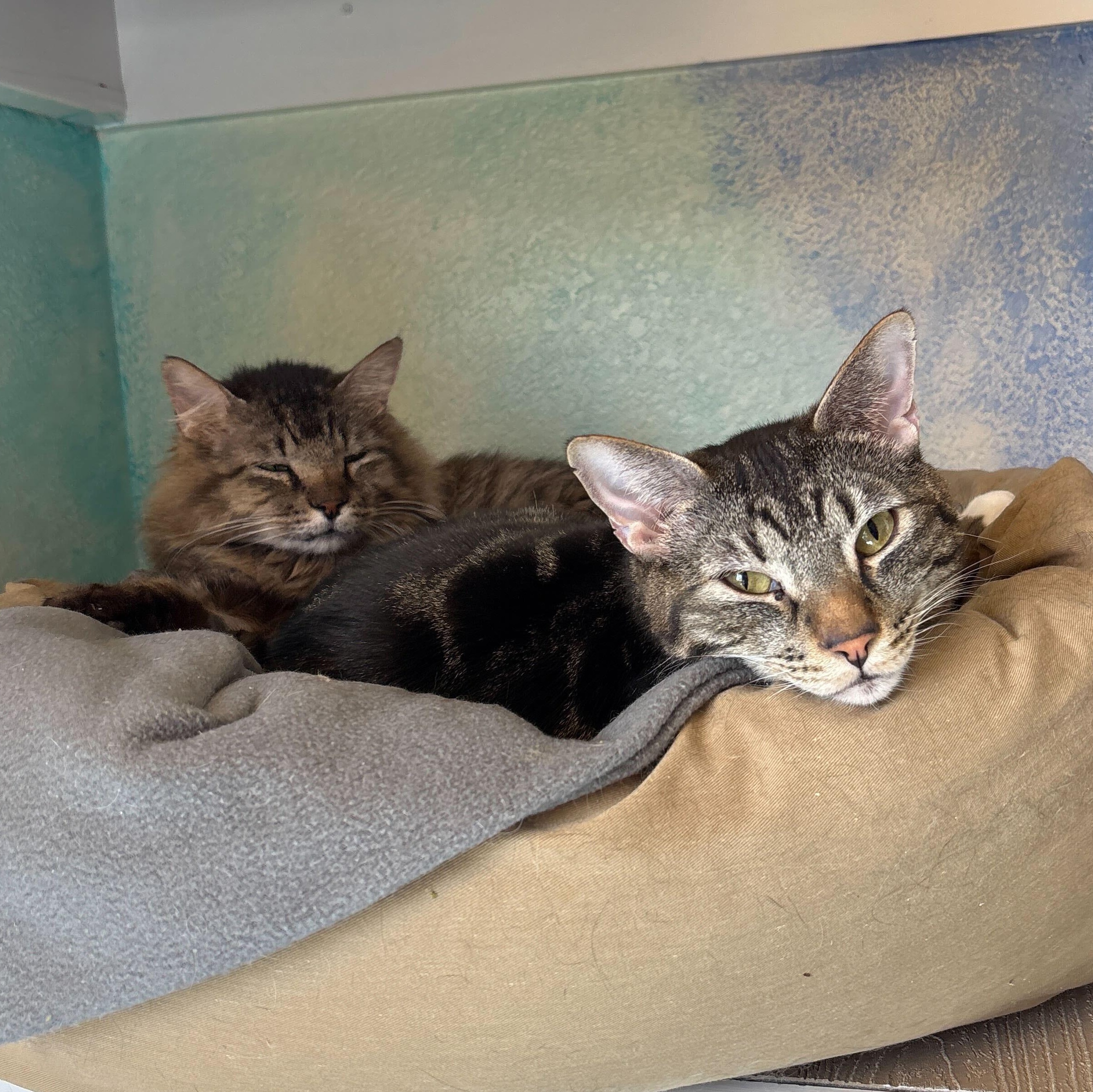 Enlarge Billie & Elbert, a Adoptable Domestic Medium Hair in Ridgway, CO image 2/6