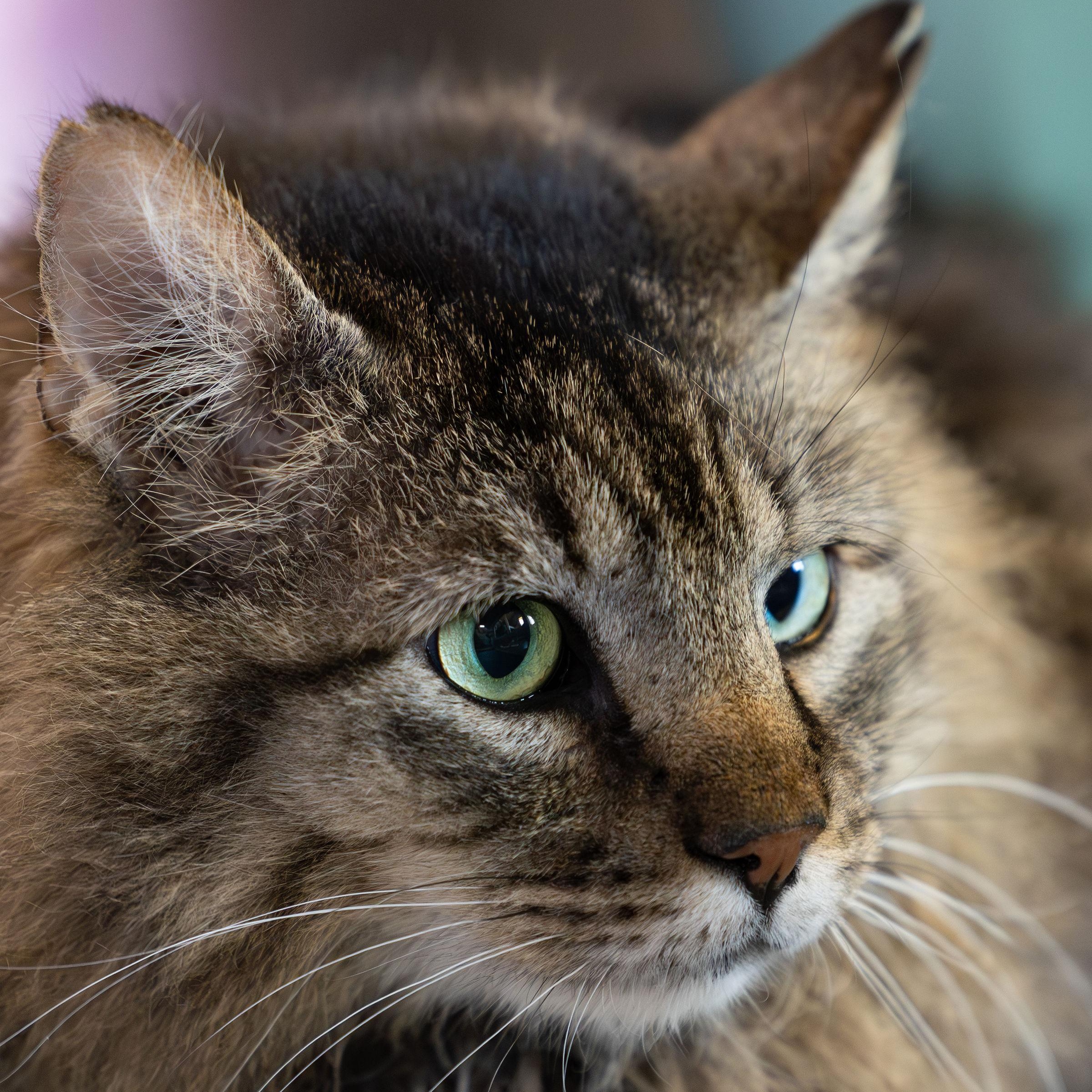 Enlarge Billie & Elbert, a Adoptable Domestic Medium Hair in Ridgway, CO image 2/6