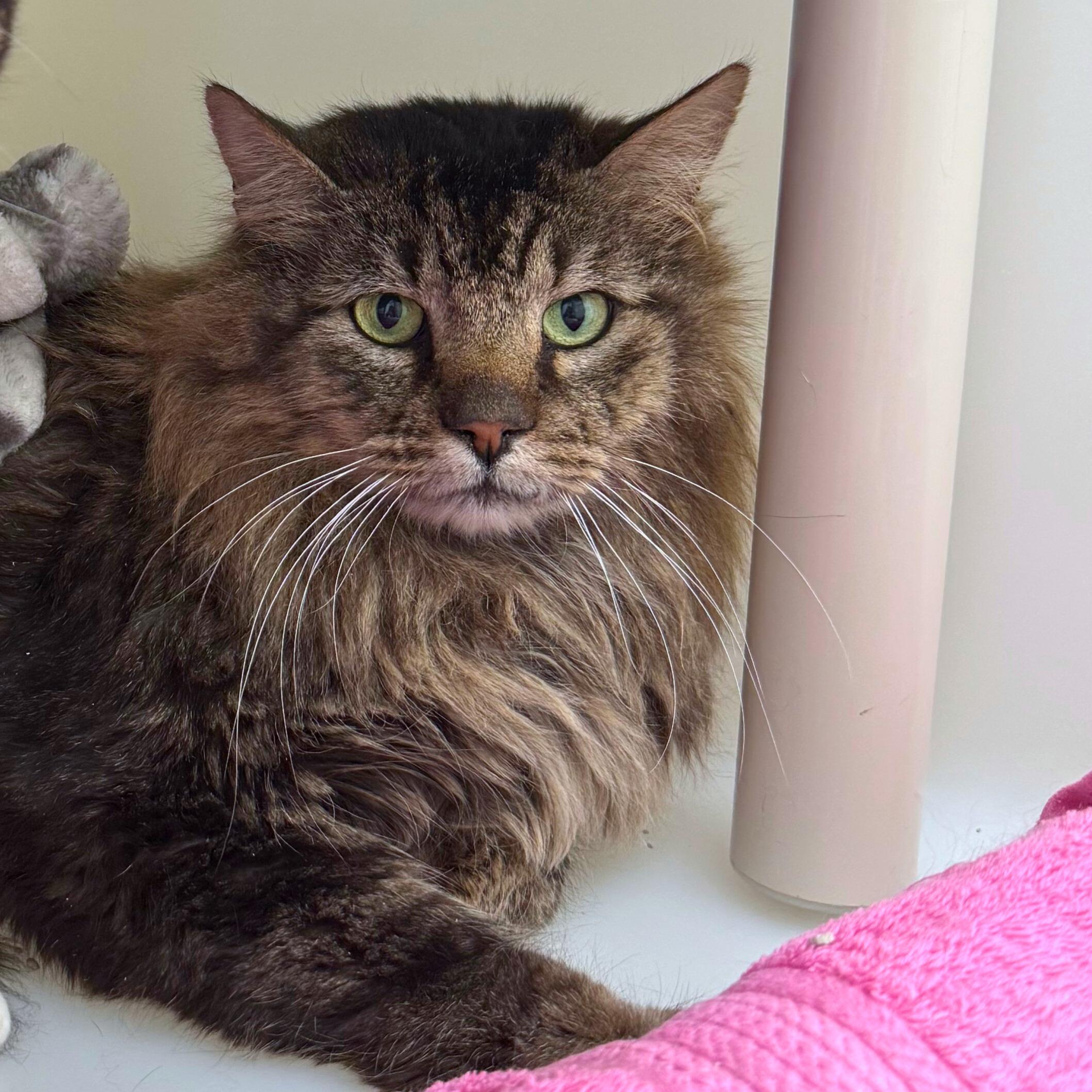 Enlarge Billie & Elbert, a Adoptable Domestic Medium Hair in Ridgway, CO image 5/6