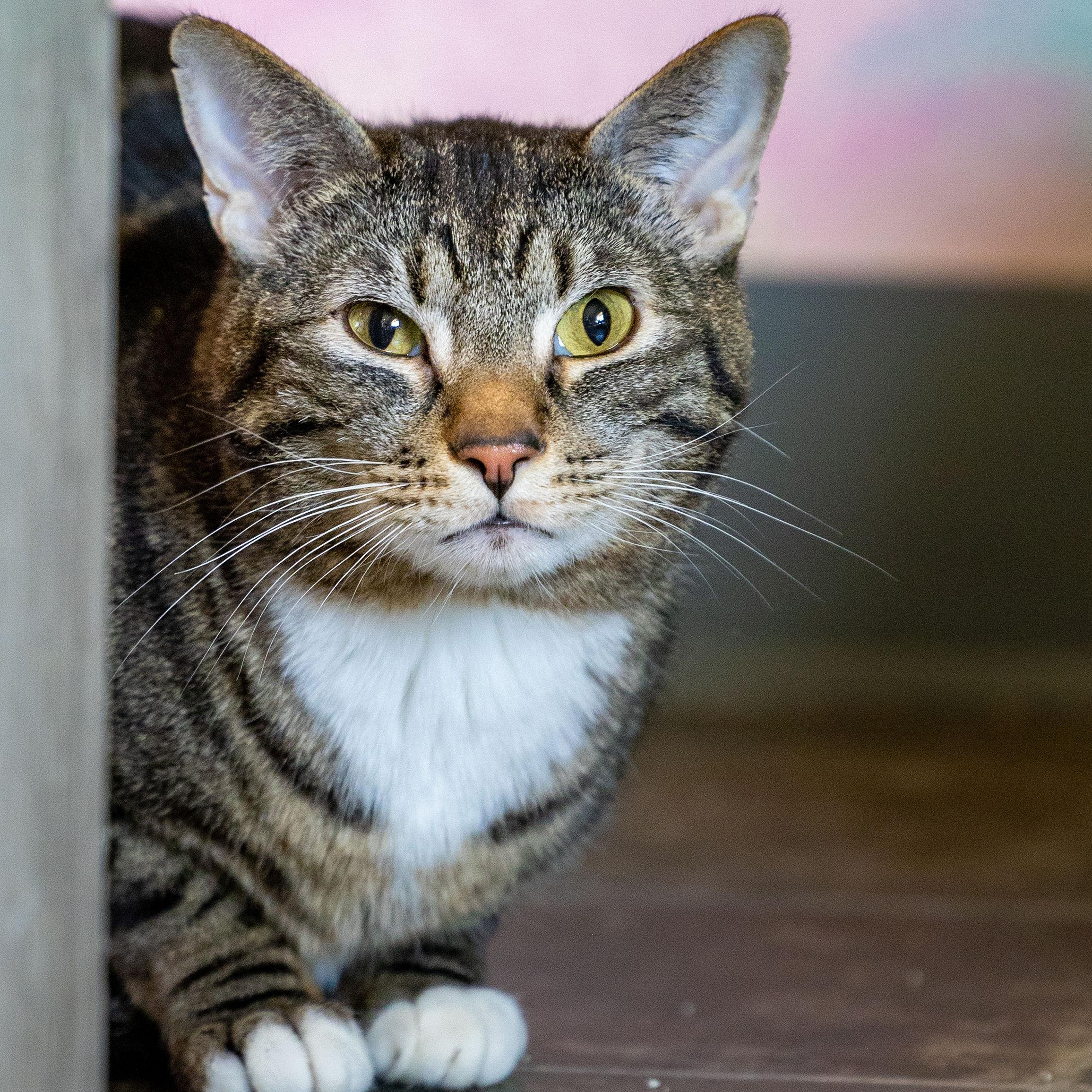 Enlarge Billie & Elbert, a Adoptable Domestic Medium Hair in Ridgway, CO image 1/6