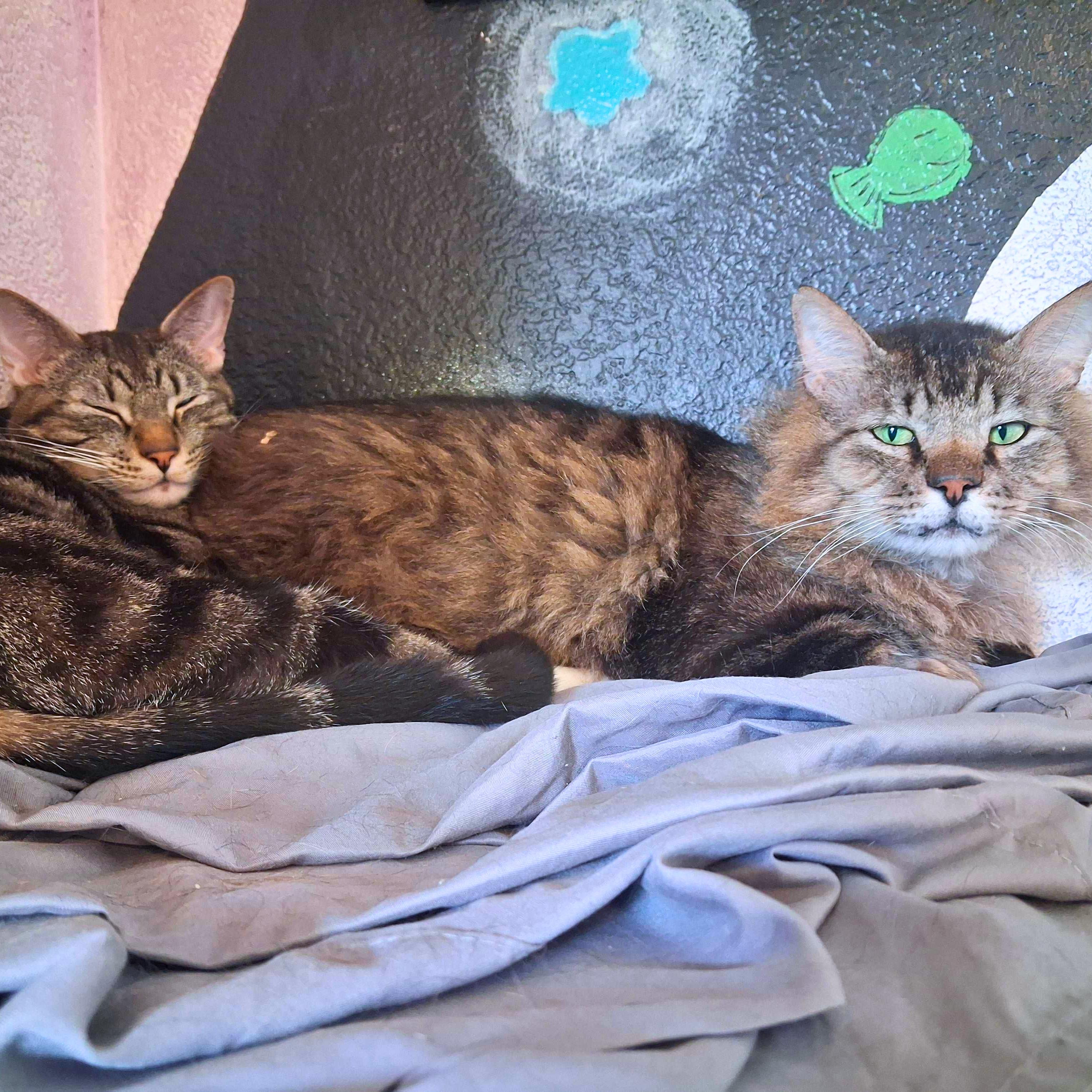 Enlarge Billie & Elbert, a Adoptable Domestic Medium Hair in Ridgway, CO image 3/6