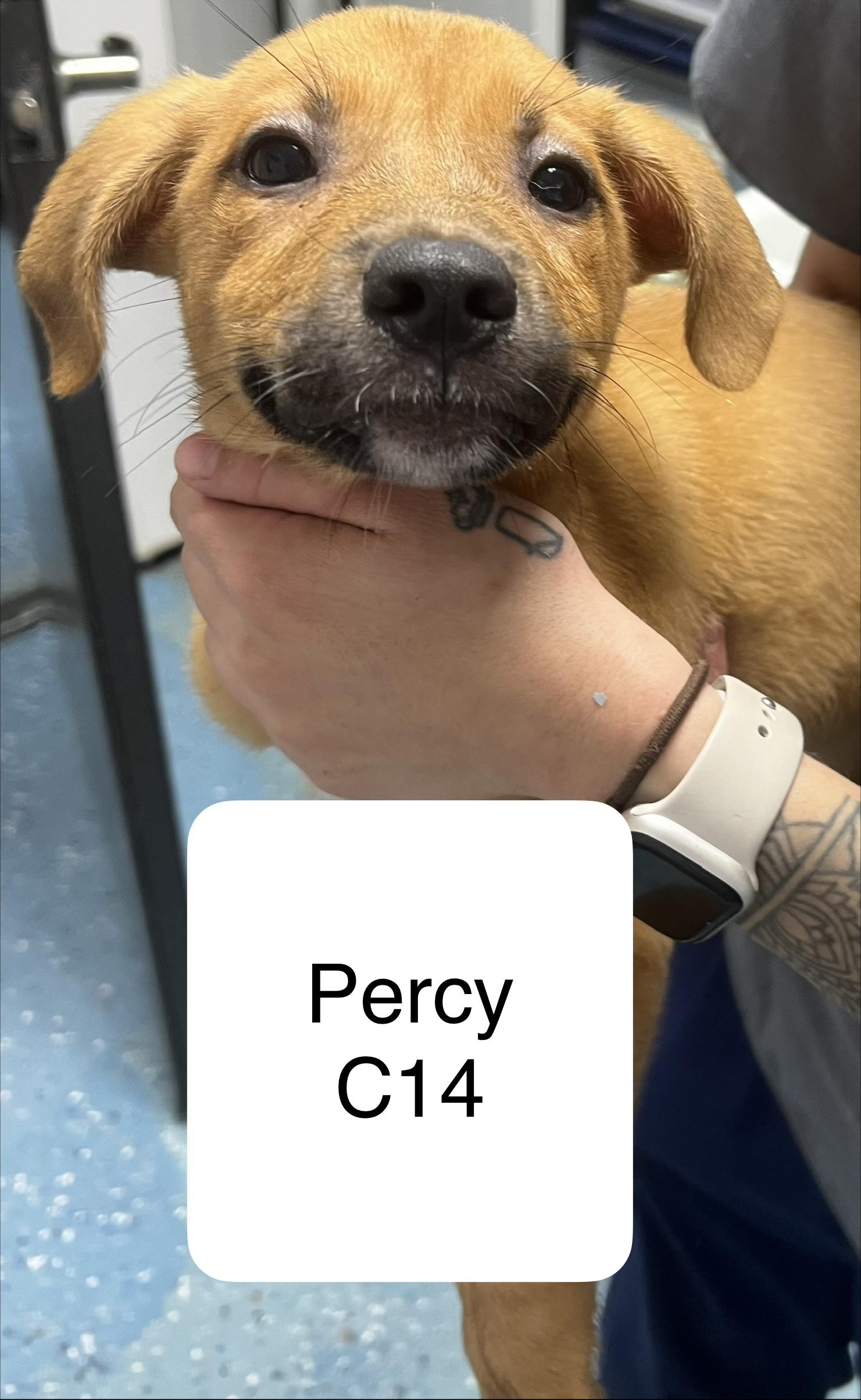 Percy, ADOPTABLE, Young Male Chihuahua & Terrier.