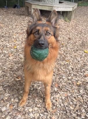 Enlarge Christine, a ADOPTABLE German Shepherd Dog in Prince Frederick, MD image 2/4