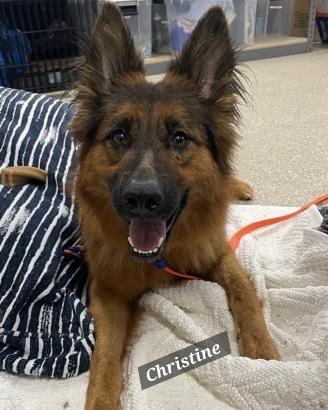 Enlarge Christine, a ADOPTABLE German Shepherd Dog in Prince Frederick, MD image 4/4