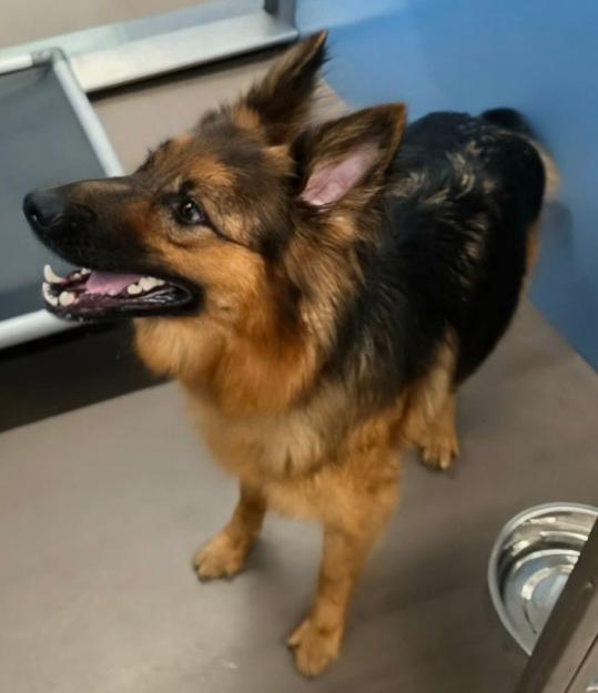 Enlarge Christine, a ADOPTABLE German Shepherd Dog in Prince Frederick, MD image 3/4