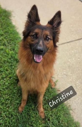 Christine, ADOPTABLE, Adult Female German Shepherd Dog.