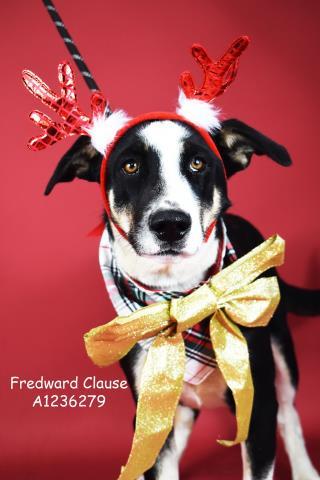 Fredward Clause - LONGTIME RESIDENT!, adoptable, Adult Male Border Collie.