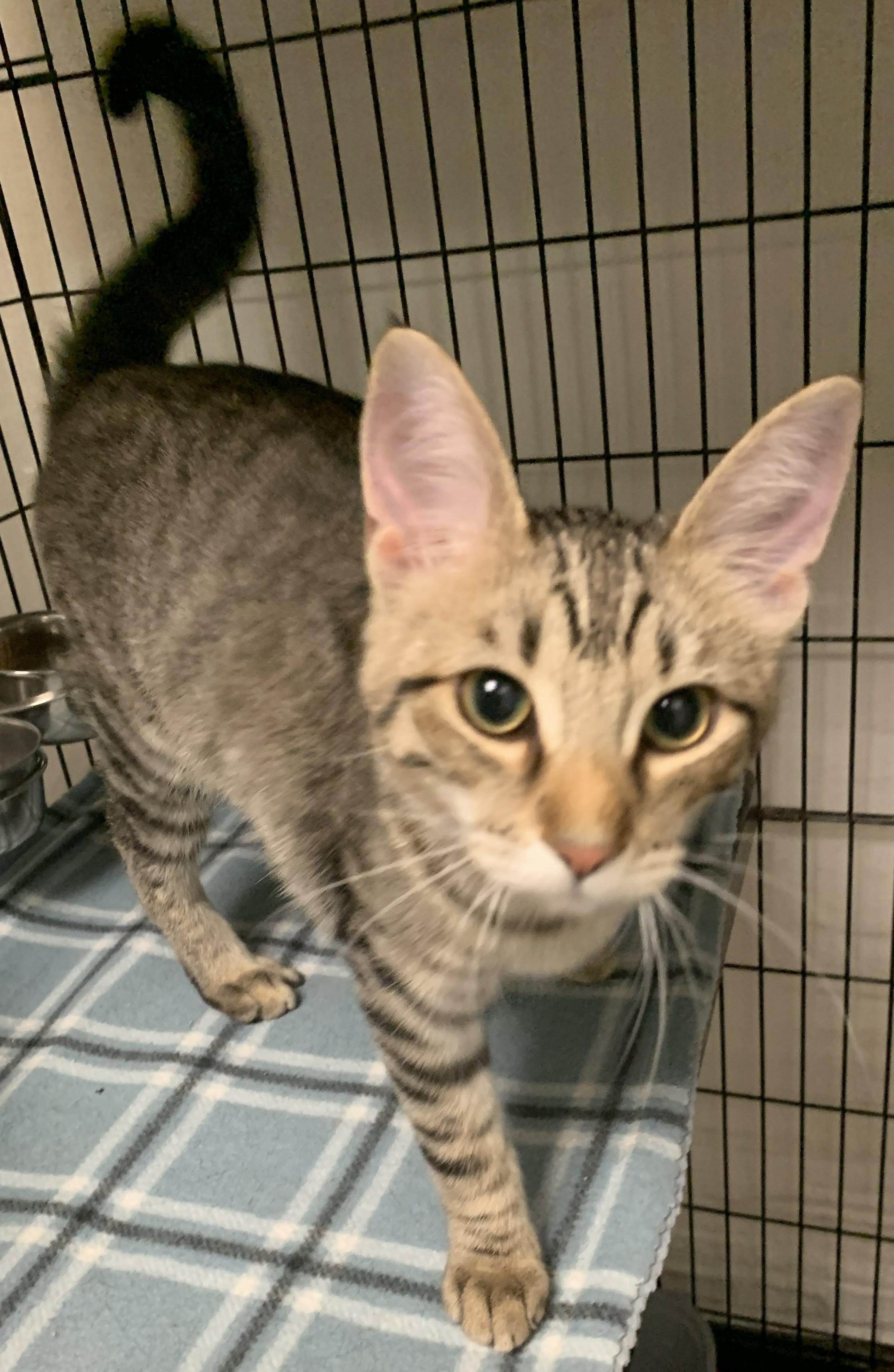 Gamora26, a ADOPTABLE Domestic Short Hair in Milwaukee, WI image 3/3