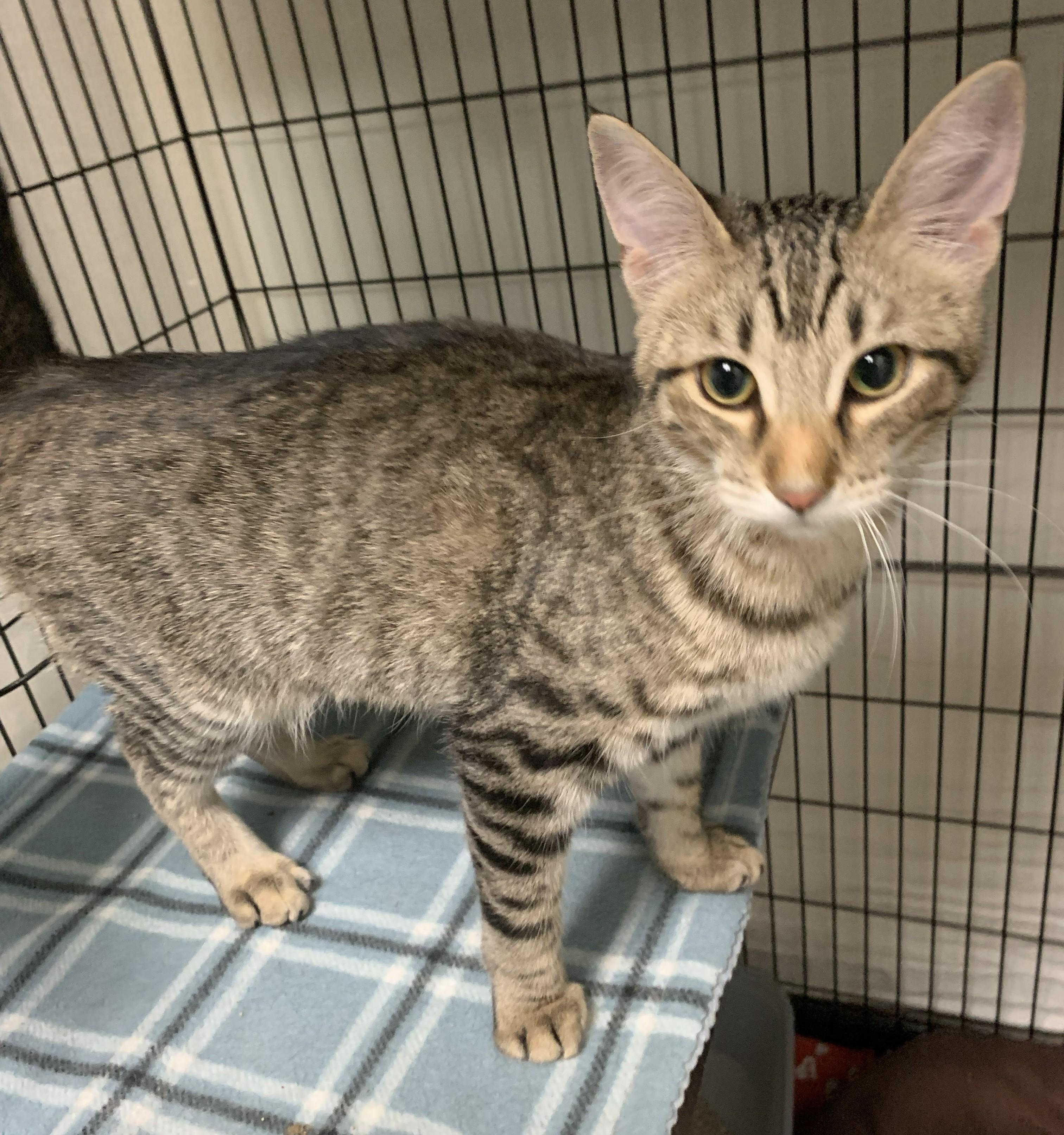 Gamora26, a ADOPTABLE Domestic Short Hair in Milwaukee, WI image 1/3