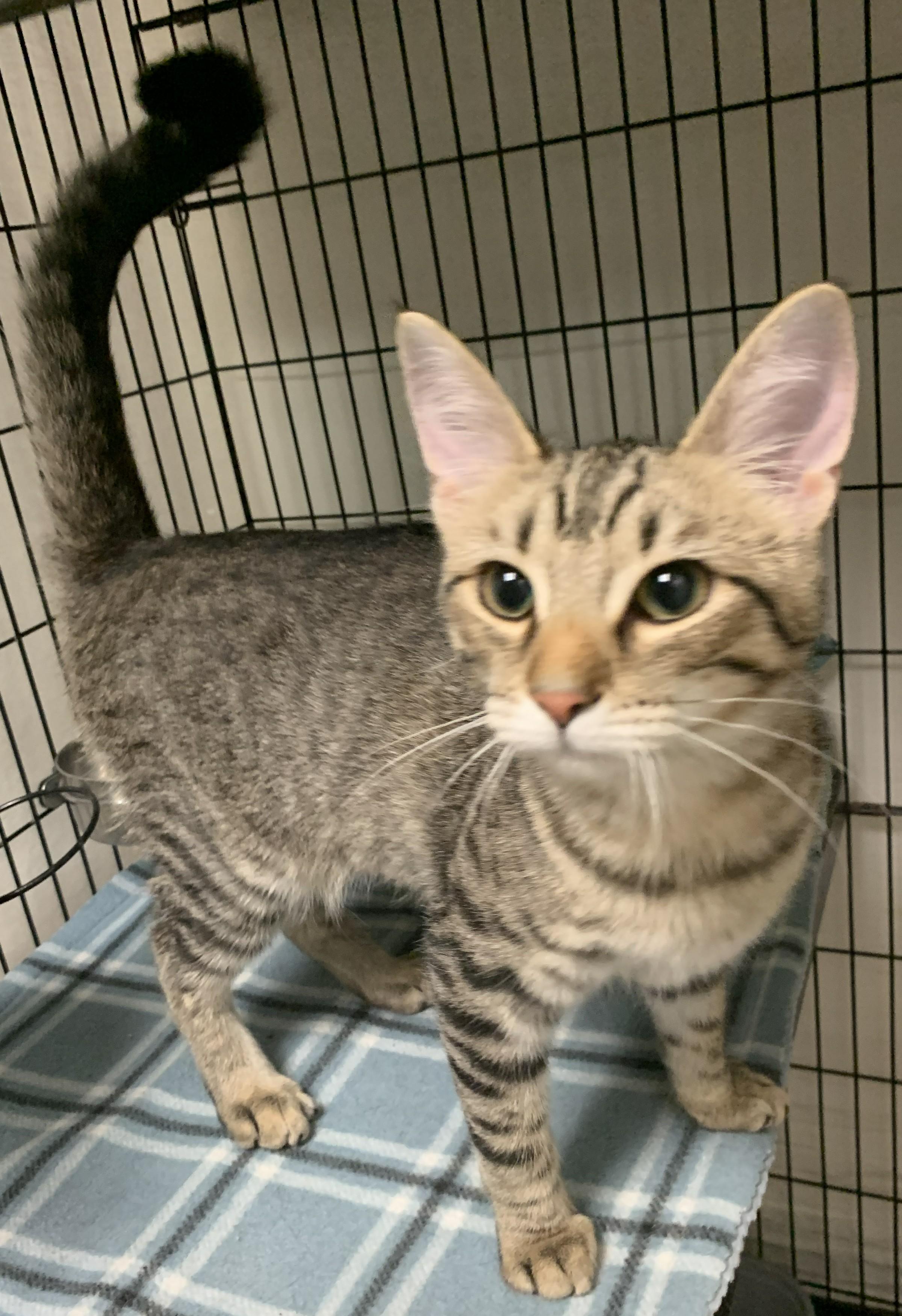 Gamora26, a ADOPTABLE Domestic Short Hair in Milwaukee, WI image 2/3