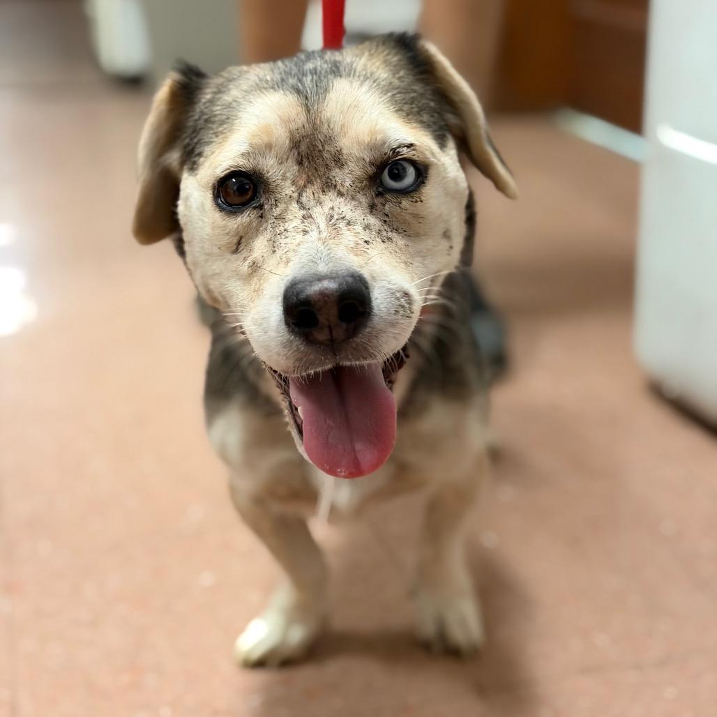 Weaver, Adoptable, Adult Female Siberian Husky & Dachshund.