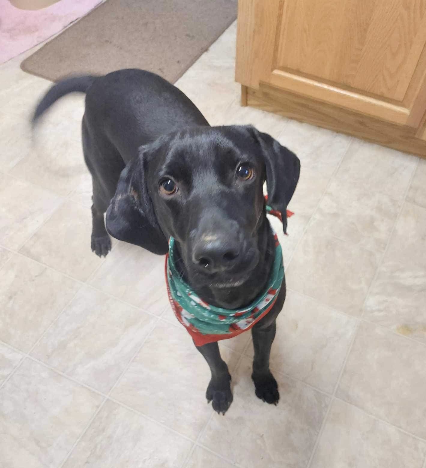 Skymir, a Adoptable mixed breed in Coldwater, MI image 5/6