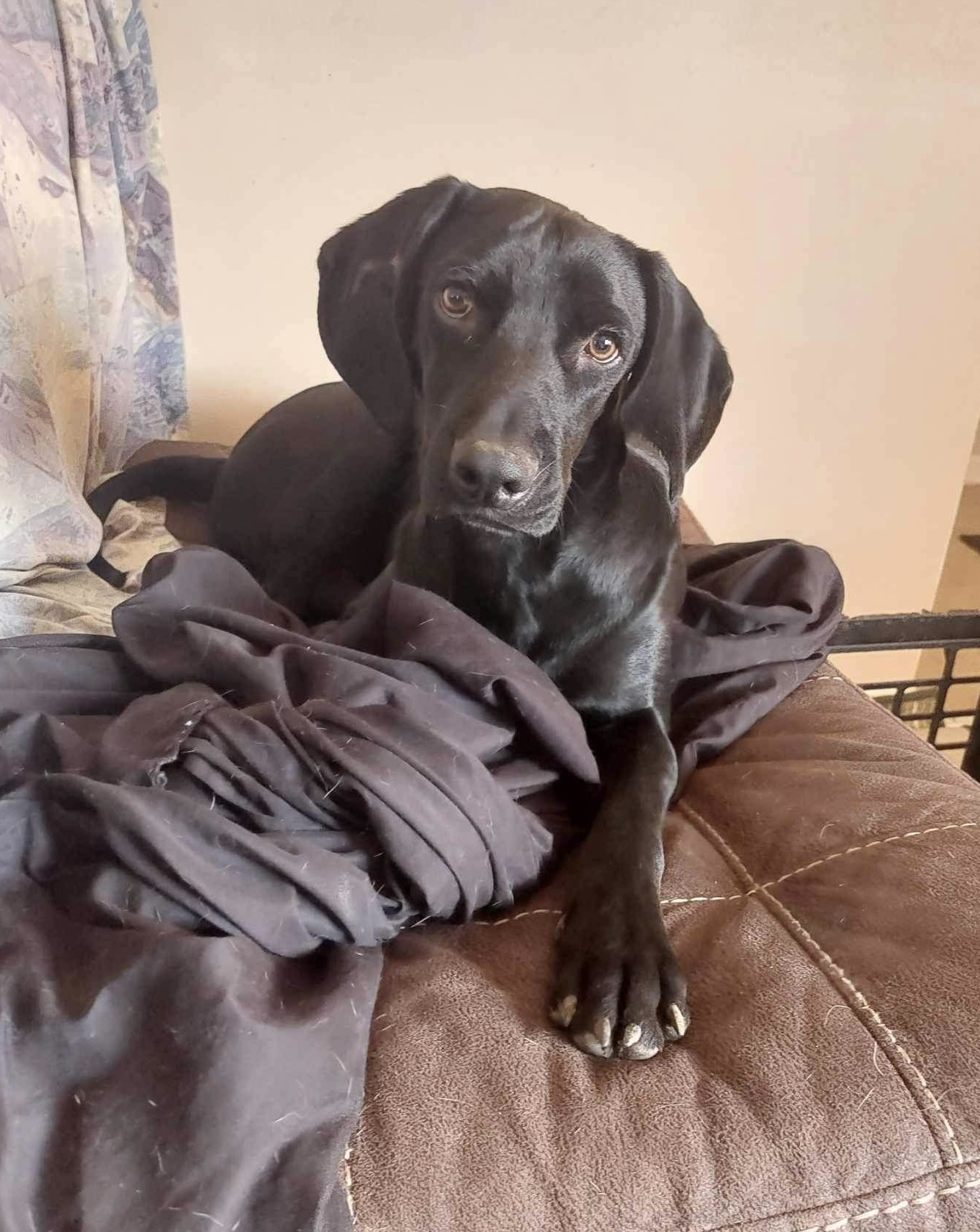 Skymir, a Adoptable mixed breed in Coldwater, MI image 6/6