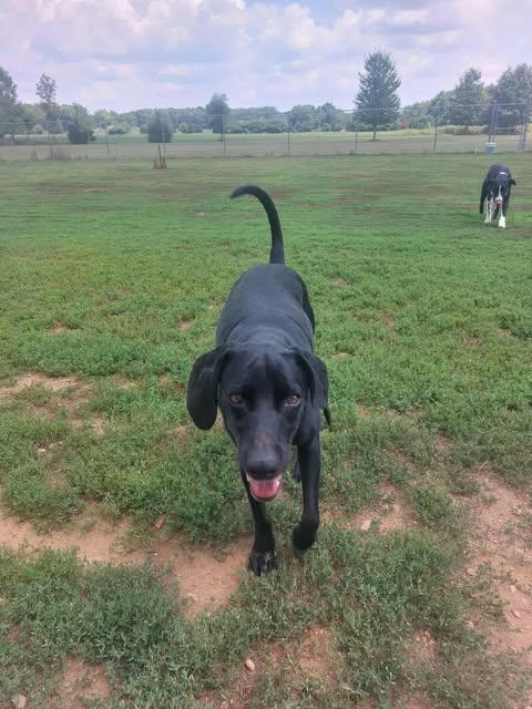Skymir, a Adoptable mixed breed in Coldwater, MI image 4/6