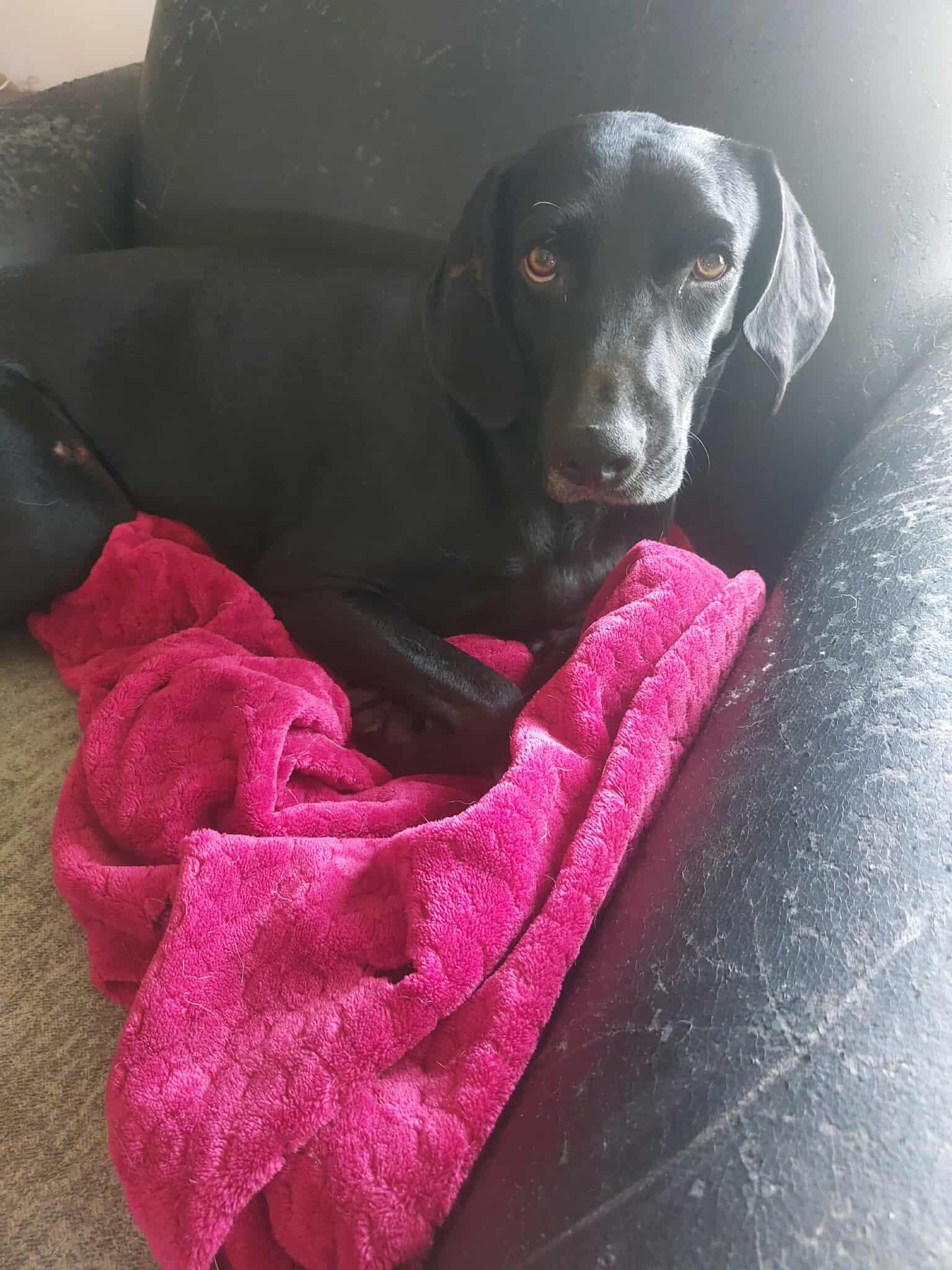 Skymir, a Adoptable mixed breed in Coldwater, MI image 2/6