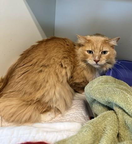 Angus — thumbnail 2