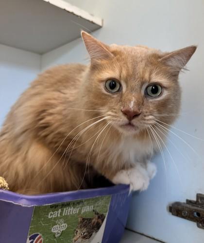 Angus — thumbnail 3