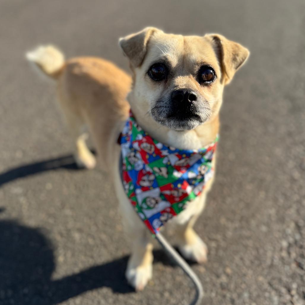 Gambit C, a Adoptable mixed breed in Newberg, OR image 3/6