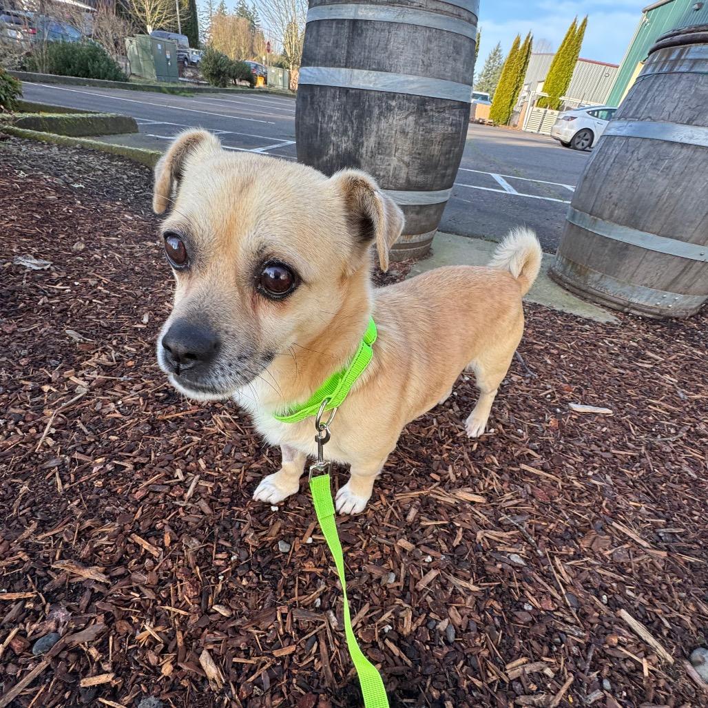 Gambit C, a Adoptable mixed breed in Newberg, OR image 5/6