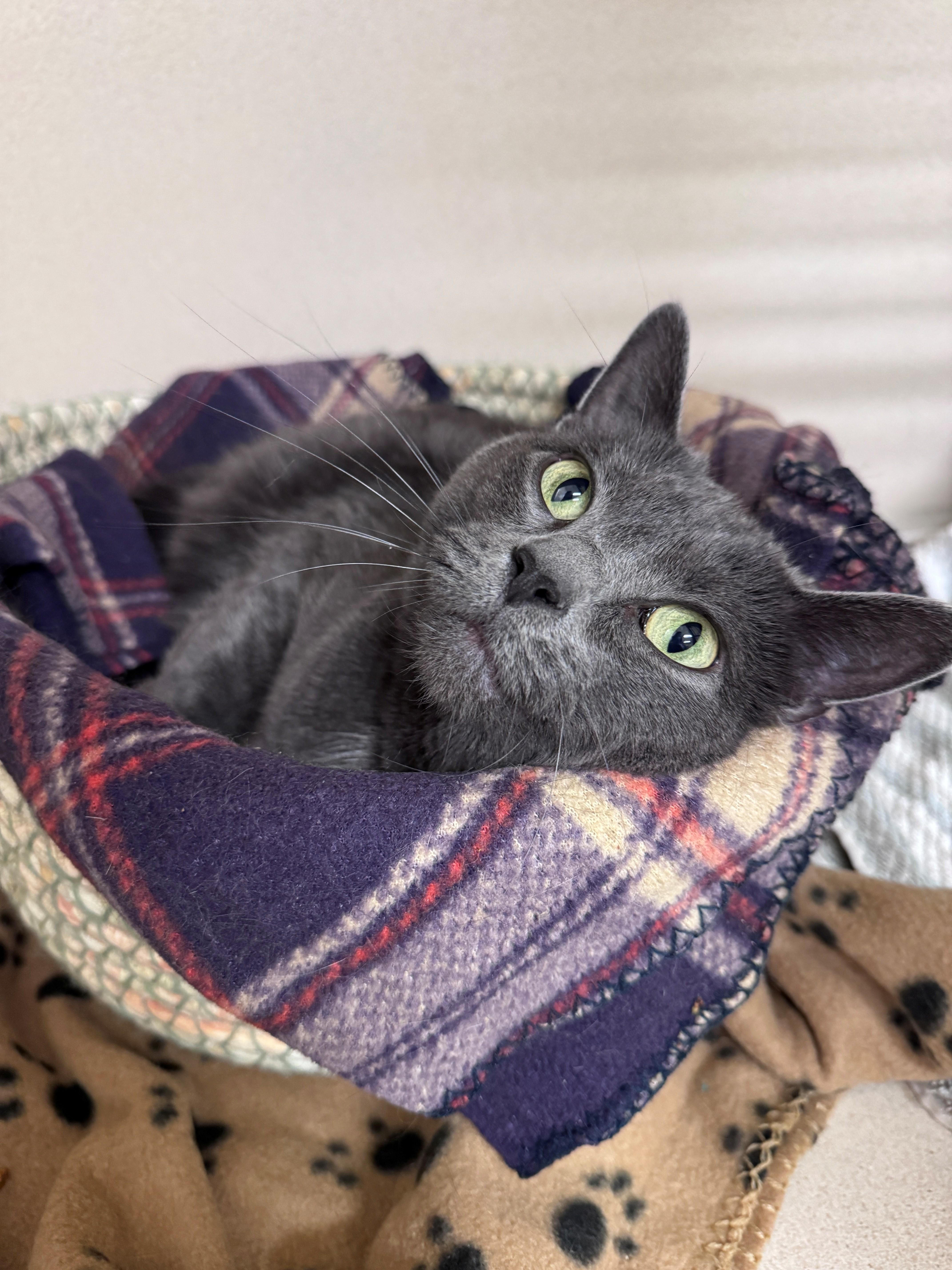 Poppy, ADOPTABLE, Adult Male Domestic Short Hair.