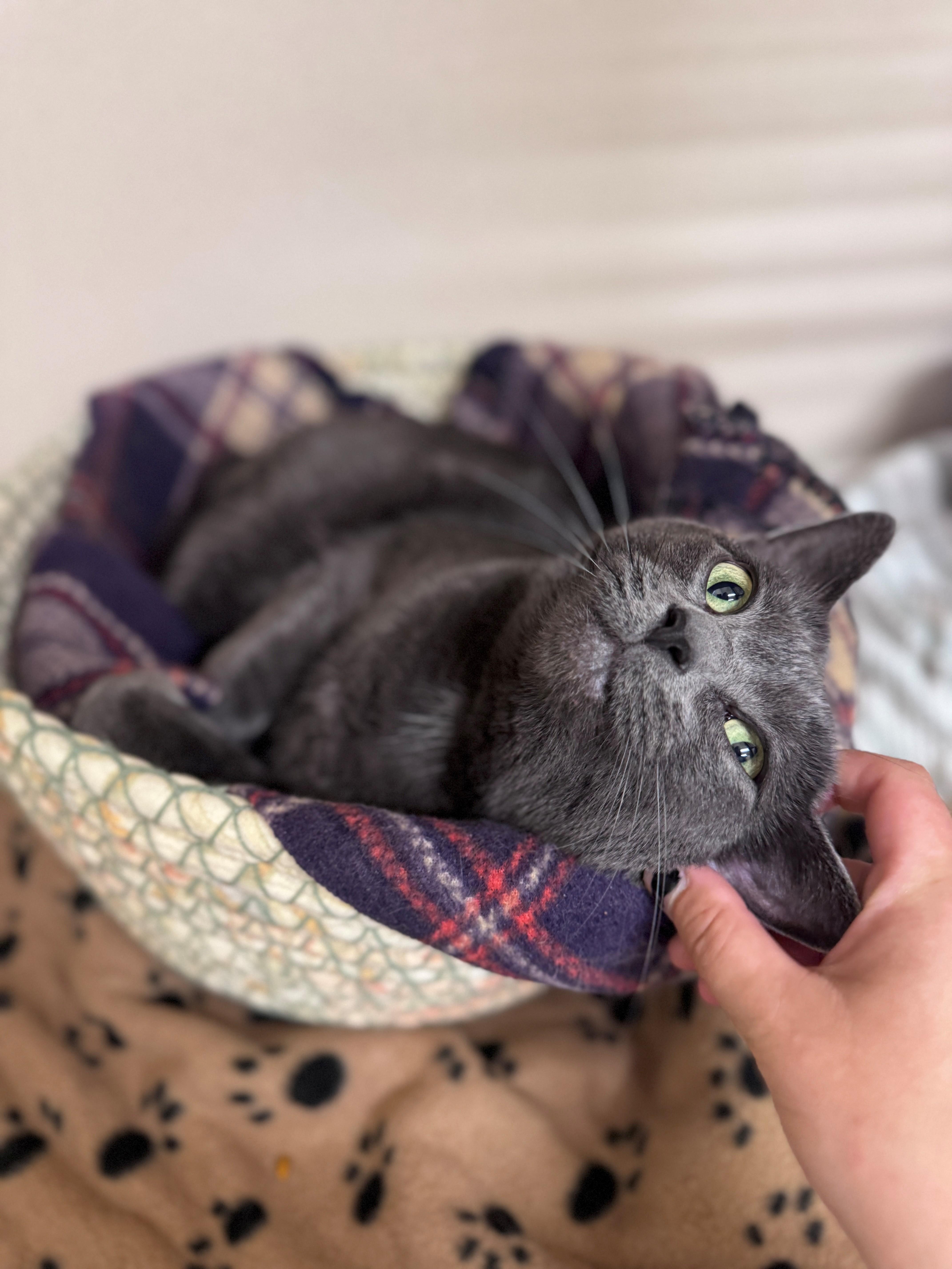 Enlarge Poppy, a ADOPTABLE Domestic Short Hair in Hackensack, MN image 2/4